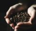 Hands holding freshly roasted coffee beans