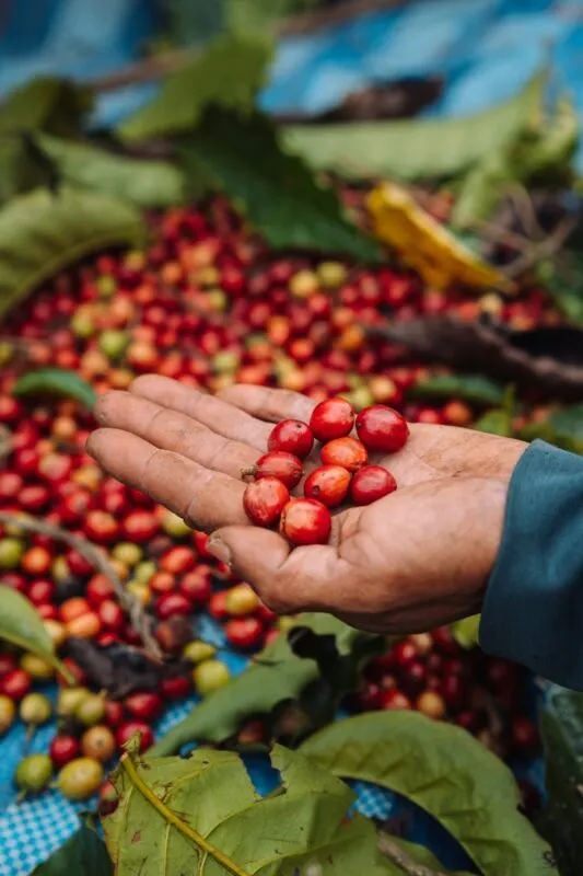 Hands holding freshly picked coffee cherries