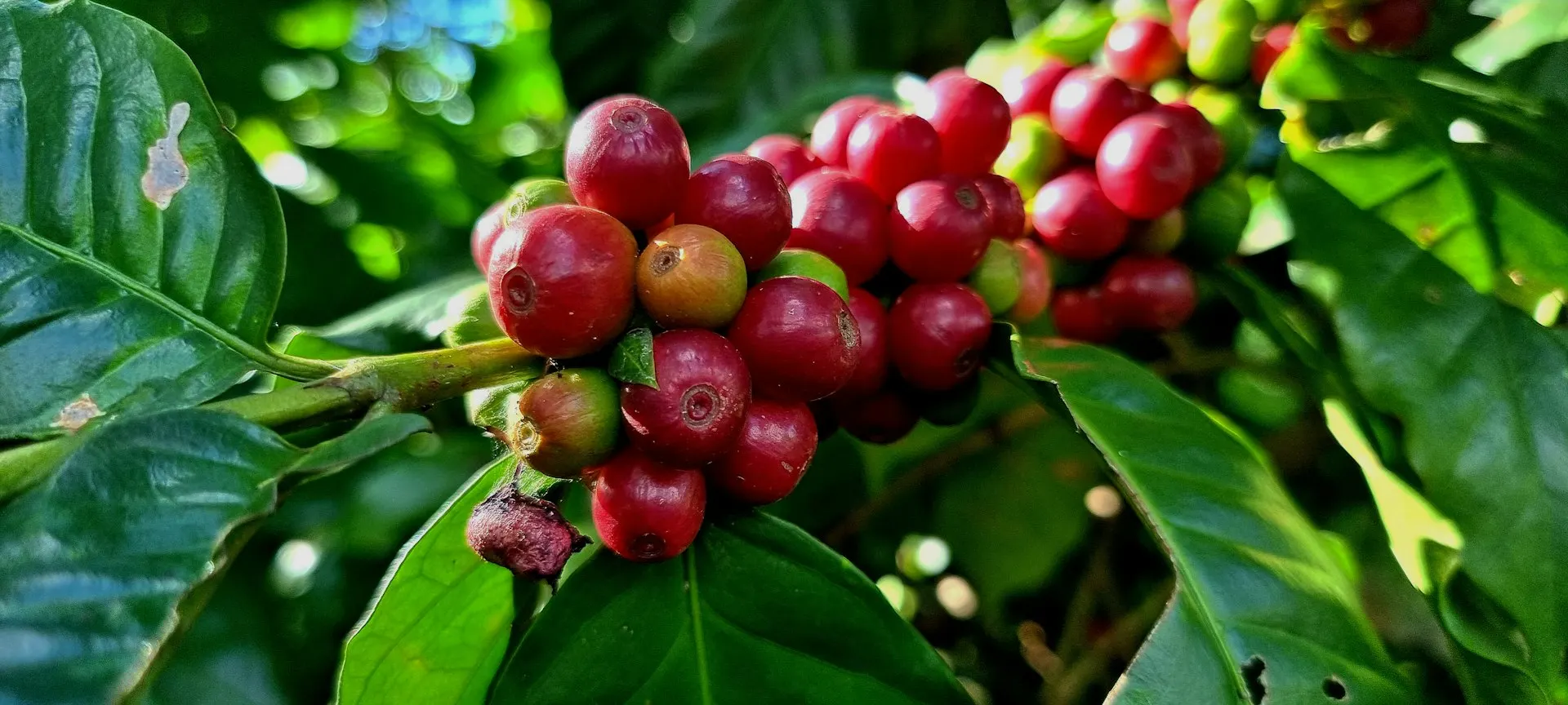 Ripe red coffee cherries on the branch