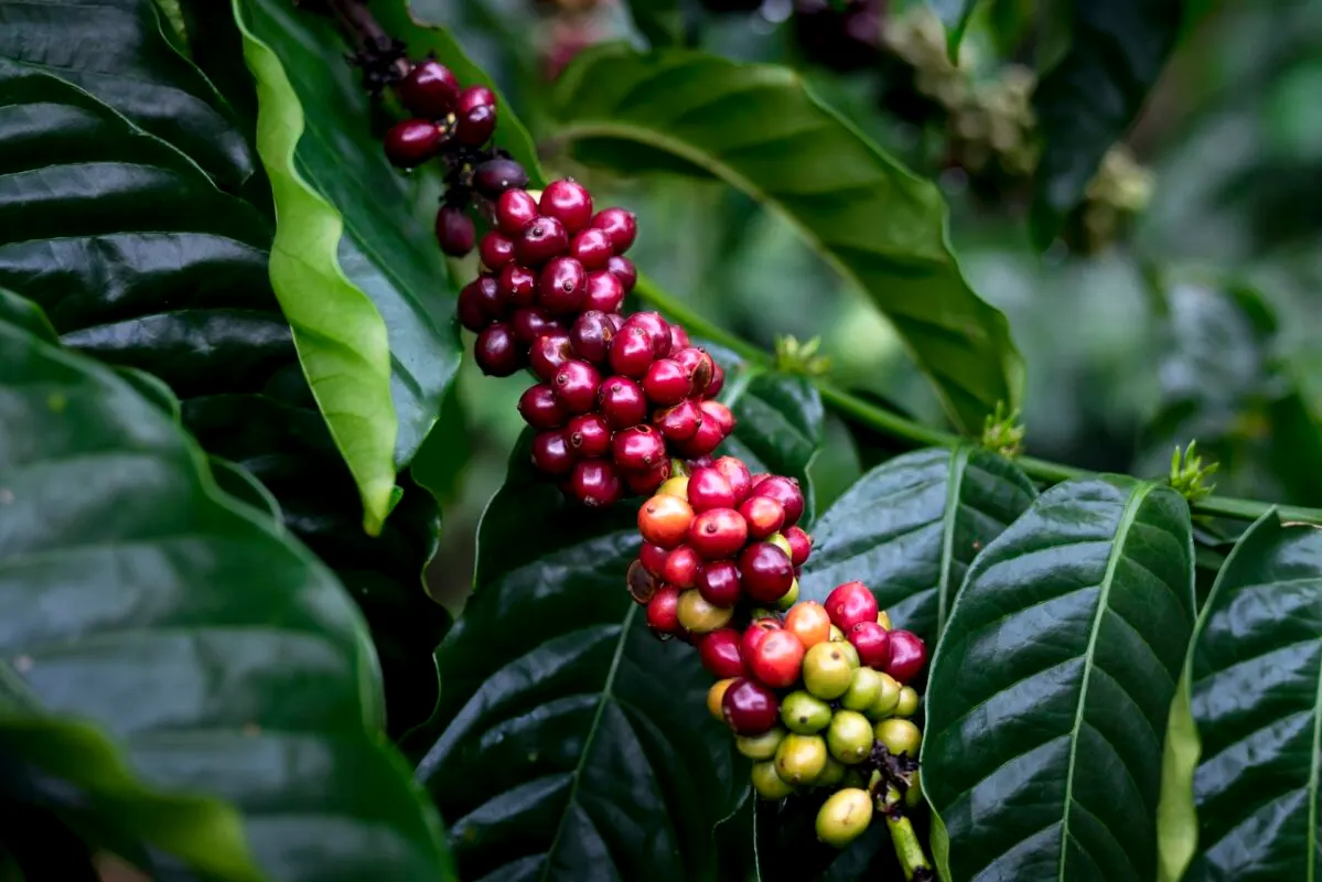 Coffee cherries ripening from green to red