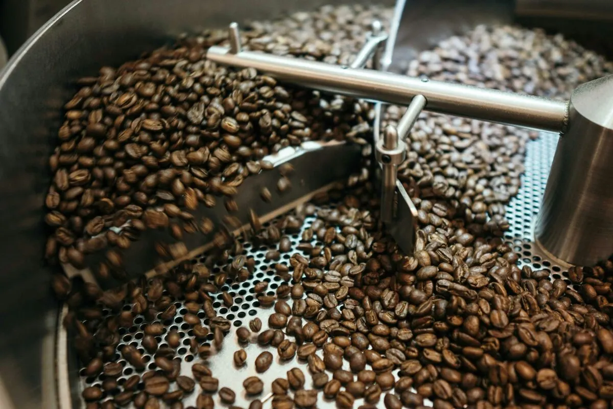 Freshly roasted beans air-cooling in the roaster tray