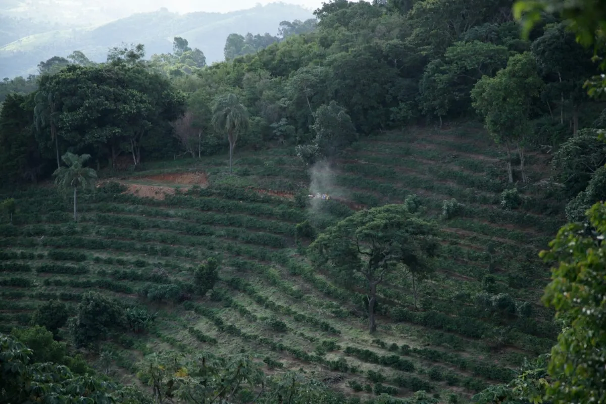 High-altitude coffee plantation