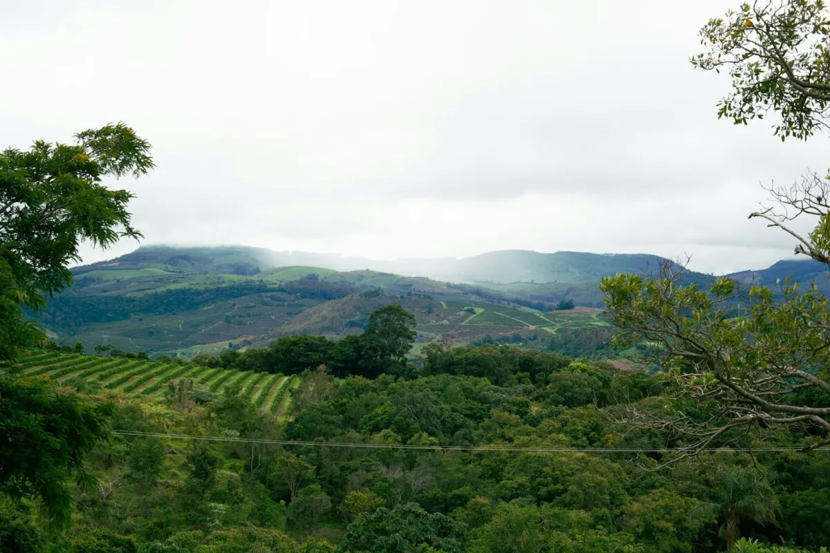 Coffee farm terraces on a hillside