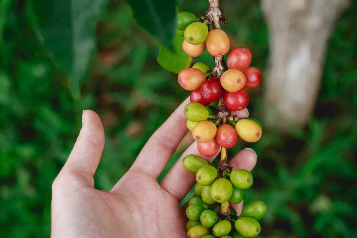 Hand picking coffee cherries from the branch