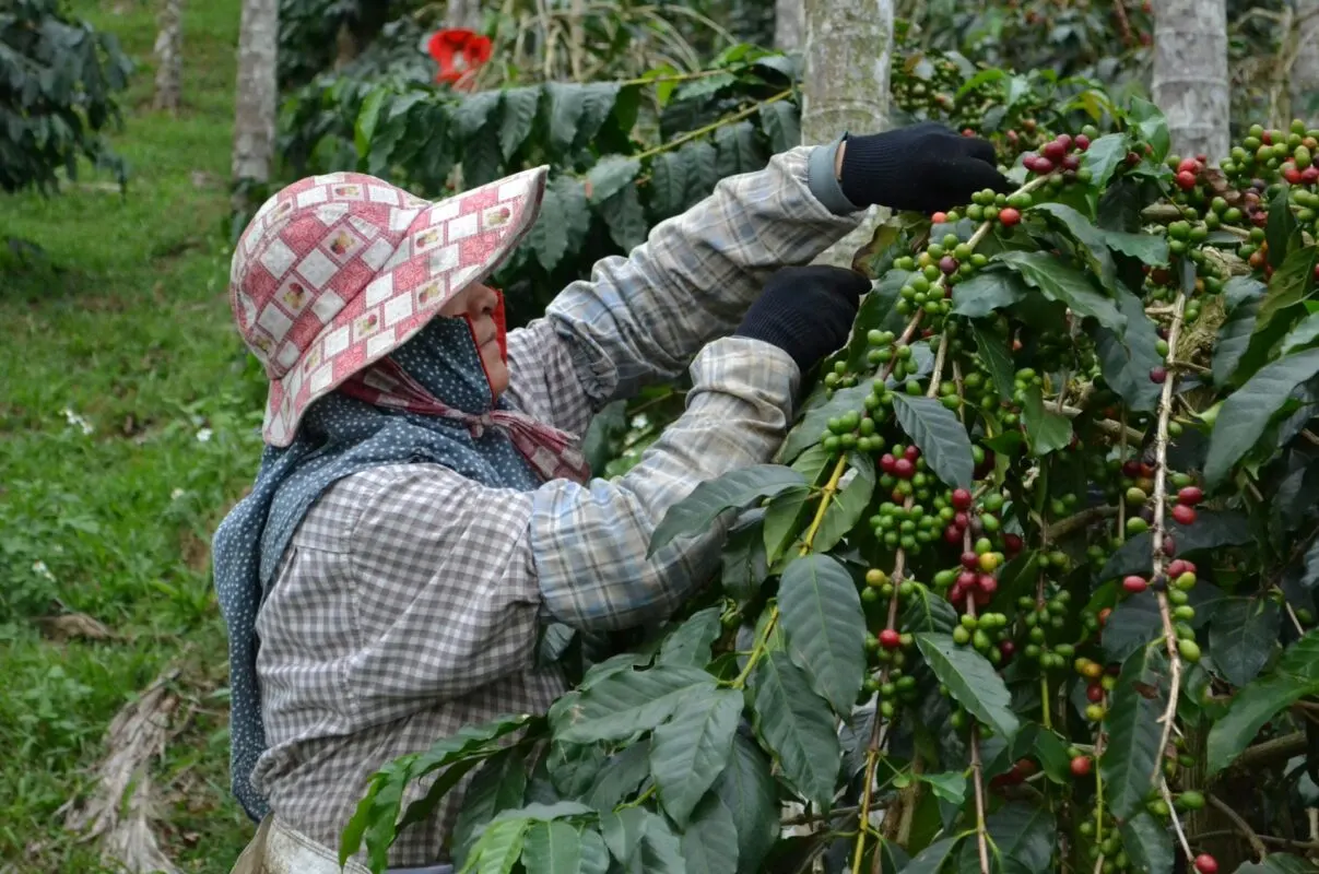 Farmer hand-picking coffee cherries