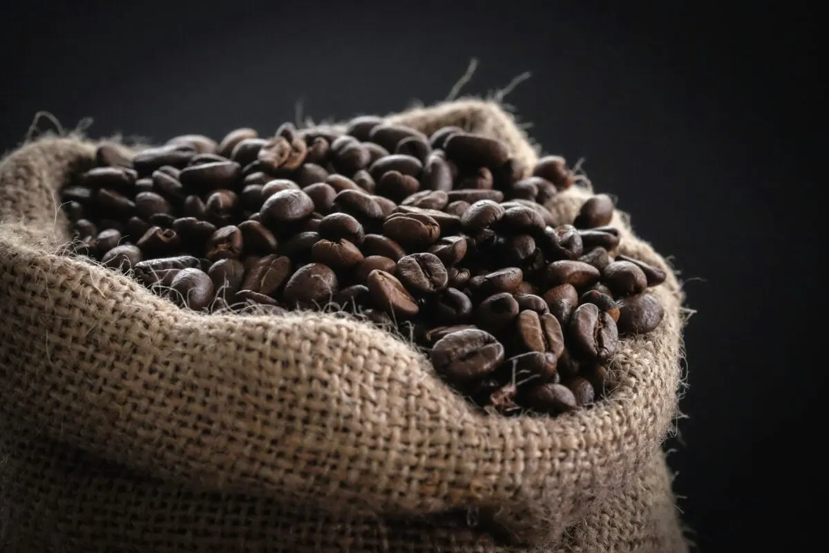 Roasted coffee beans in a burlap sack