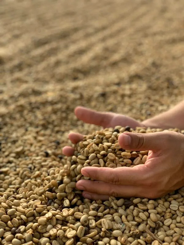 Sorting green coffee beans by hand