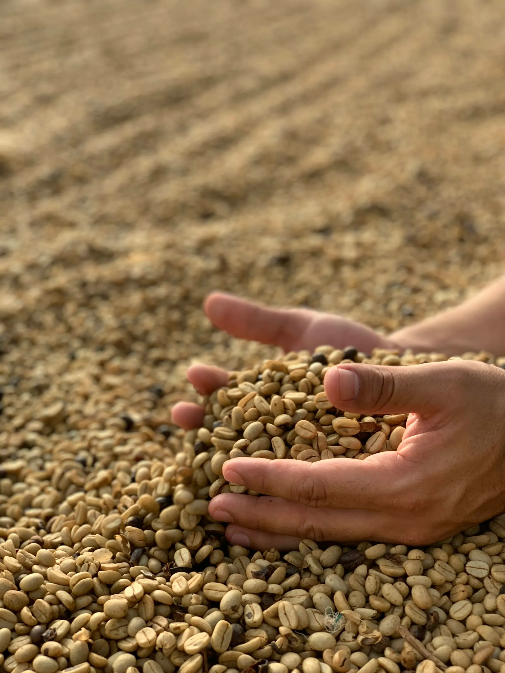 Sorting green coffee beans by hand